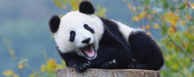大熊猫的品种名称 大熊猫有几个品种