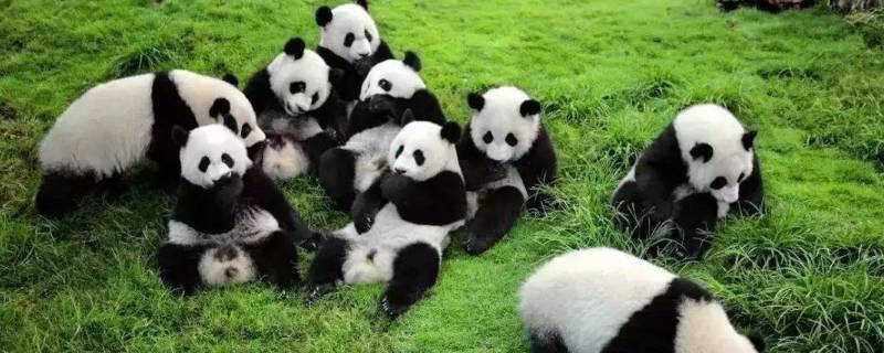 熊猫怎么吃竹子的过程 熊猫怎么吃竹子