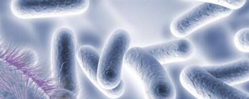 什么是细菌 什么是细菌性痢疾