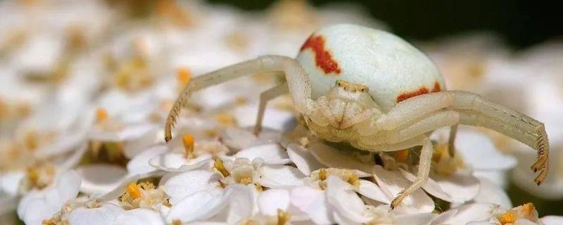 秋麒麟蟹蛛的特点 蟹蛛有哪些特点