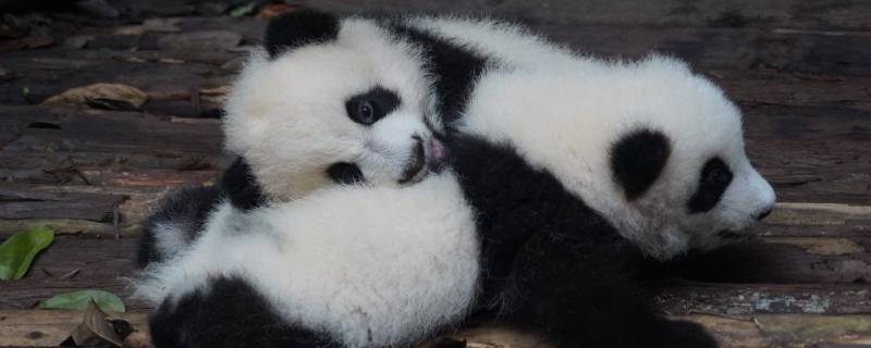大熊猫和小熊猫有什么区别 大熊猫和小熊猫有什么区别图片