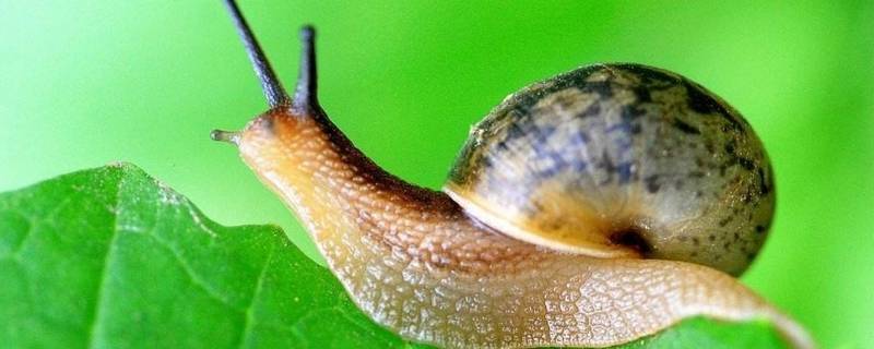 蜗牛一般在什么地方可以找到 什么时候在哪里容易找到蜗牛