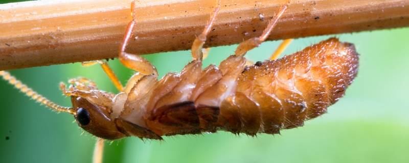 大水蚁怎么产生的 大水蚁是怎么形成的