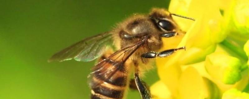 蜜蜂为什么会辨认方向的原因 蜜蜂为什么会辨别方向他是怎么做到的