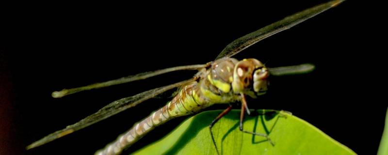 蜻蜓是人类的什么（蜻蜓是人类的什么?）