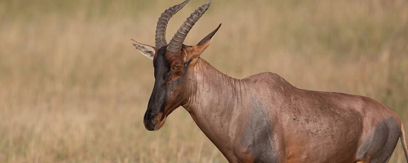 南非白纹牛羚的特点 非洲牛羚图片
