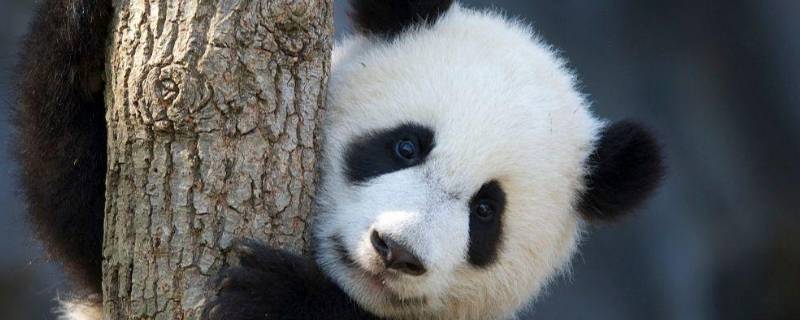 大熊猫的外形特点是什么（大熊猫的外形特点是什么,定时玩耍睡觉,性格是什么）