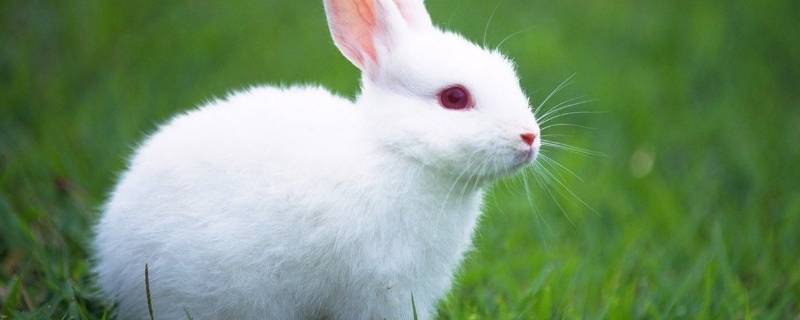 小白兔怎么吃萝卜 小白兔怎么吃萝卜改句