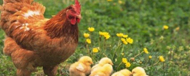 母鸡变成公鸡是什么现象生物知识讲解 母鸡变成公鸡是什么现象