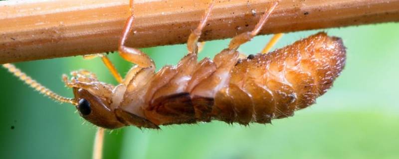 水蚂蚁怎么去除 水蚂蚁该如何消灭