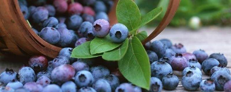 蓝莓能放在冰箱里面吗（蓝莓需要放冰箱里吗）