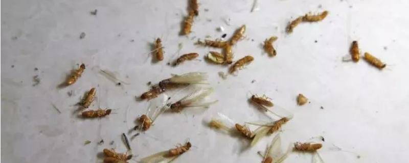 有飞蚁是怎么回事 飞蚁出现的原因