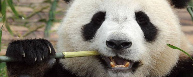 大熊猫的名称是什么（大熊猫的名称是什么类别是什么）