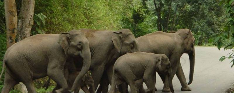 亚洲象的特点 亚洲象的特点是什么用英文介绍