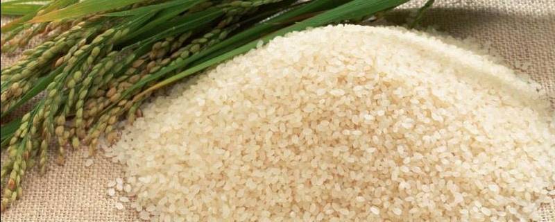 灿米是什么 籼米是什么米