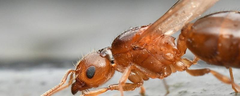 飞蚁寿命多久（飞蚁生存多久）