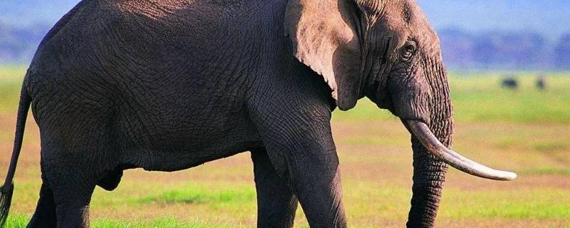 大象的牙齿有什么用处 大象的牙齿对大象有什么用