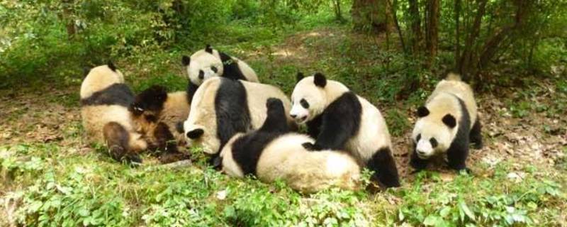 熊猫的外形特征有哪些 熊猫的外形特征有什么