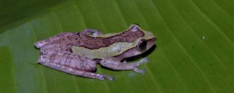 越南棱皮树蛙的特点 棱皮树蛙属