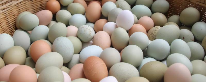 绿鸡蛋和普通鸡蛋的区别 绿鸡蛋和白鸡蛋有什么不同