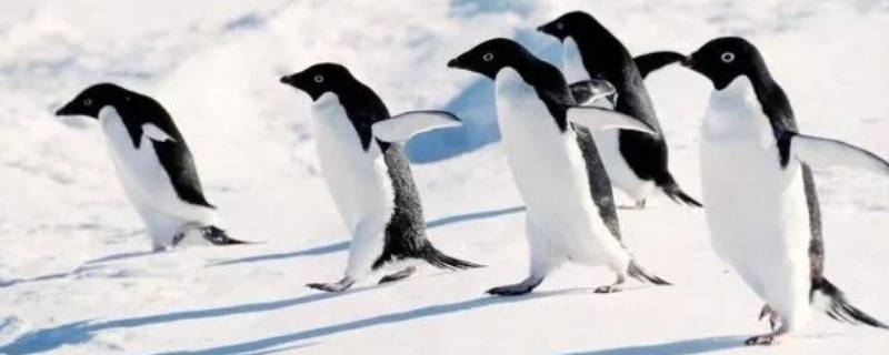 企鹅的特点 企鹅的特点和外貌