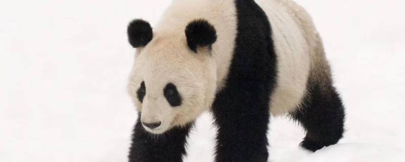 一只熊猫大约有多重 一只熊猫大概多重