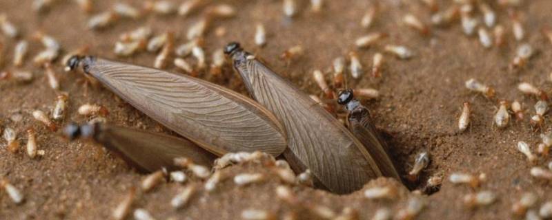 家里有会飞的蚂蚁是怎么回事（家里有很多会飞的蚂蚁是怎么回事）