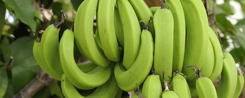 如何保存香蕉不易烂掉 香蕉容易坏,该怎么保存呢?