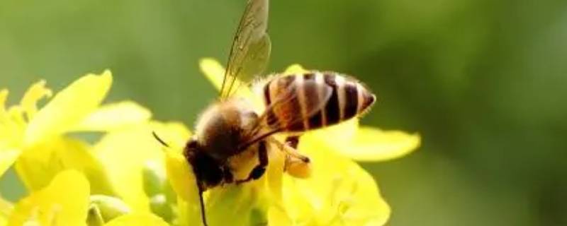 蜜蜂最怕什么味道会跑 蜜蜂最怕什么味道会跑快