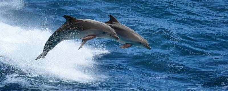 海豚的其他特点 海豚的特点简单介绍