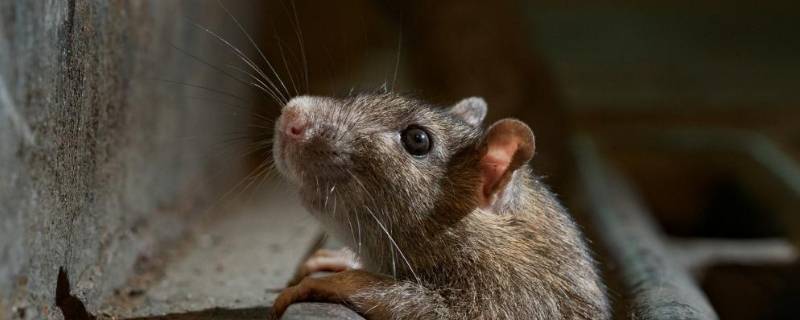 如何去除老鼠的尿骚味 怎样消除老鼠的尿骚味