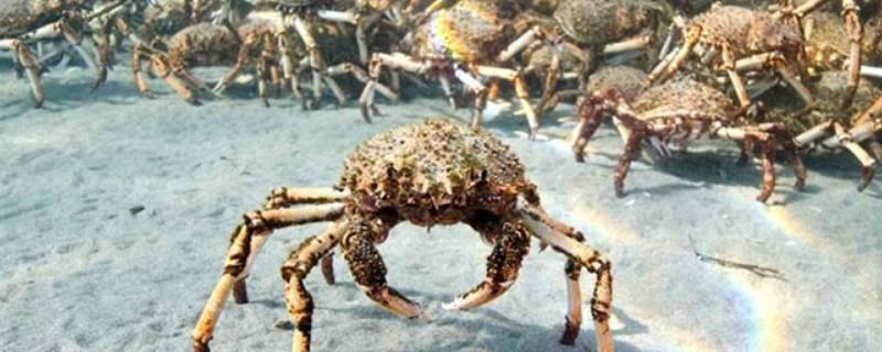 巨型蜘蛛蟹的特点 蜘蛛蟹的特征