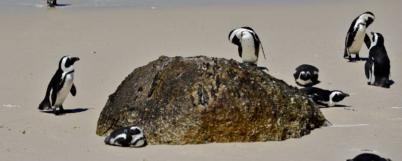 斑嘴环企鹅是几级保护动物 斑嘴环企鹅的特点