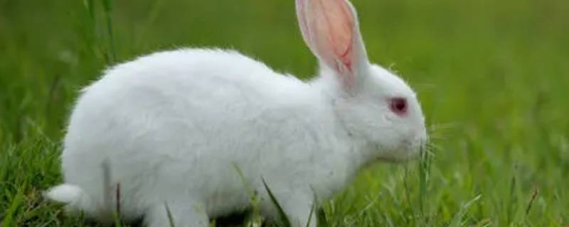 白兔的特点 白兔的特点怎么描写