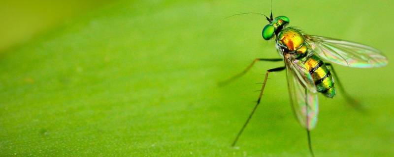 为什么家里会出现绿色的苍蝇（家里有很多绿色苍蝇是什么原因）