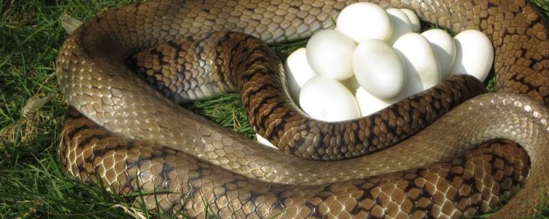 如何辨别蛇蛋（如何辨别蛇蛋和野鸡蛋）