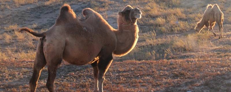 骆驼精神的内涵 骆驼精神是什么样的精神