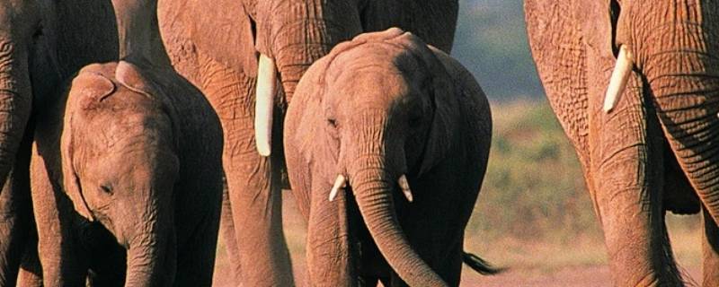 家里摆件大象象征着什么 大象象征着什么