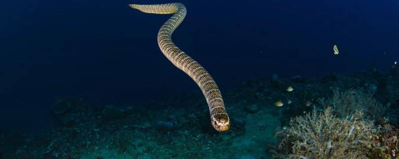 海蛇的特点 海蛇的特点是什么?