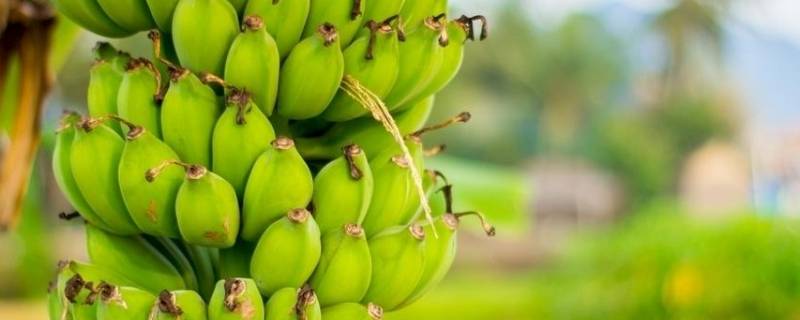 绿色香蕉怎样放能熟 绿绿的香蕉怎么才能熟了