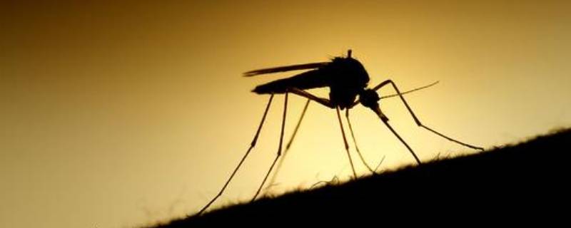 夏天蚊子多房间用什么办法治蚊子 夏天蚊子多房间用什么办法治蚊子最有效