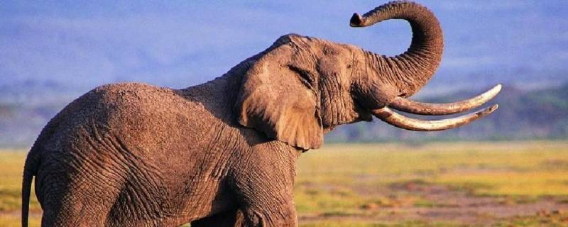 公象牙与母象牙区别 有象牙的是公的还是母的