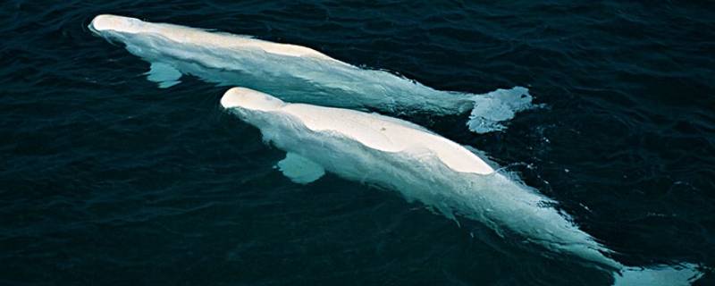 白鲸的特点 白鲸的特点介绍