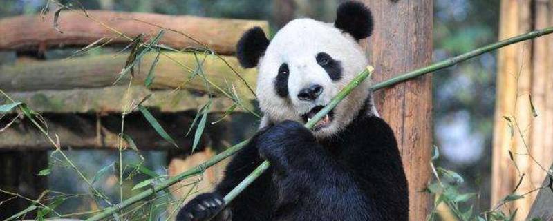 大熊猫怎么吃竹子的过程具体 大熊猫怎么吃竹子