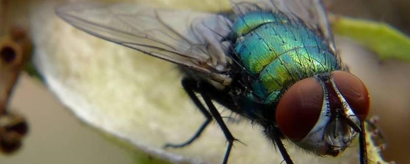 为什么有的苍蝇特别大 为什么有些苍蝇特别大