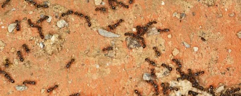 家里蚂蚁多是什么原因 蚂蚁多是什么原因