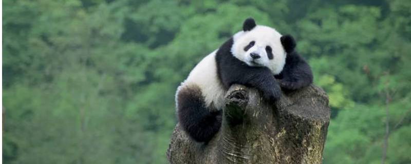 大熊猫又称 大熊猫的别称为什么