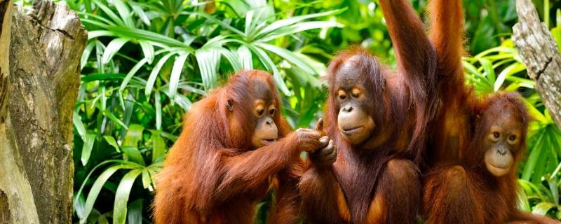 红毛猩猩的介绍 红毛猩猩的特点