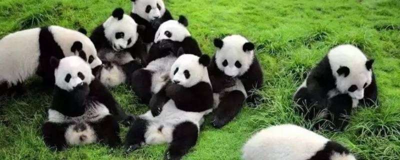 熊猫的名称有哪些（熊猫的名称和类别）