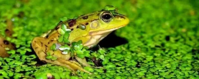 青蛙的特点 青蛙的特点和本领